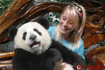 Best place to see Pandas in China and how to get there