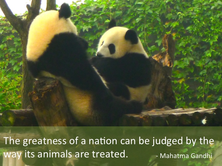 best place to see pandas in china