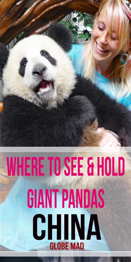 best place to see pandas in china pin it