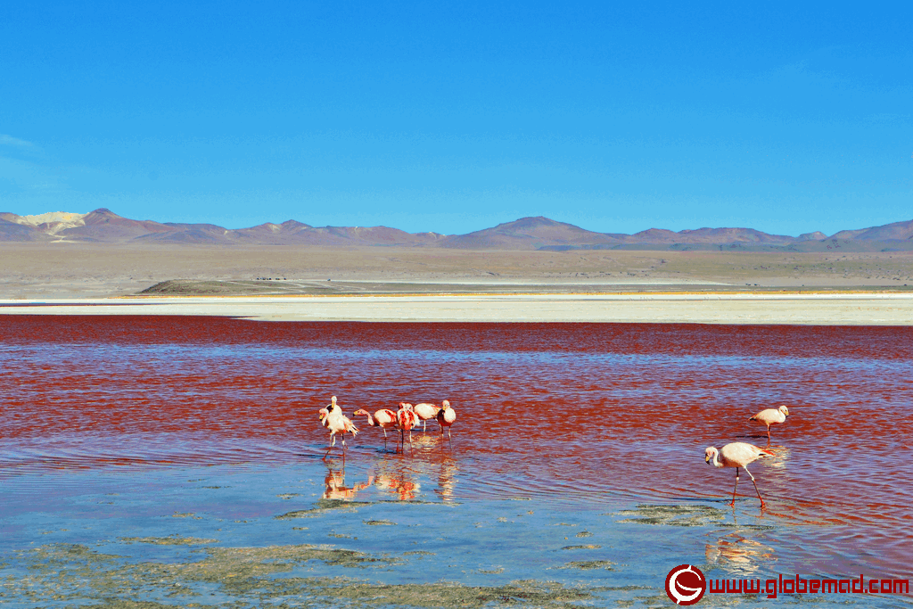 adventure travel photo Bolivia tour red lake flamingos
