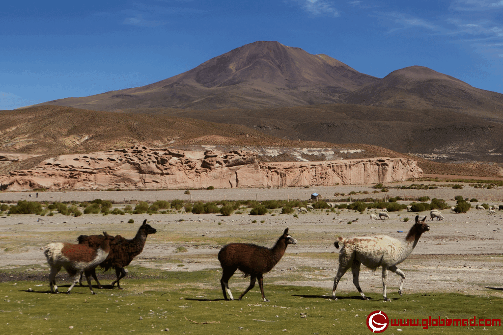 Boliva salt flats cute llamas alpaca travel photo