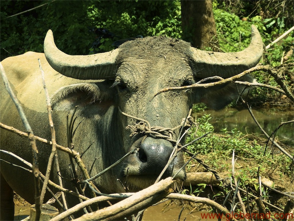 Traditional farming asian water buffalo hsipaw myanmar travel inspiration globemad photography