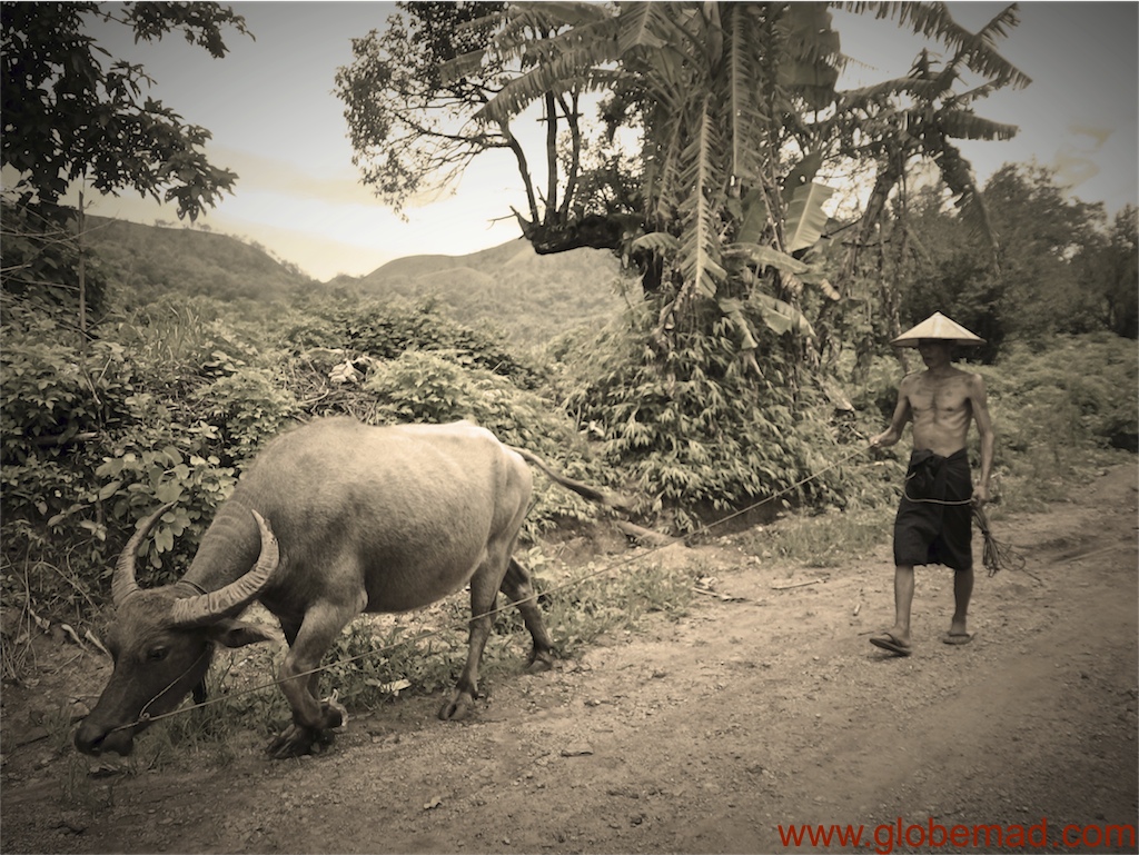 Guide to adventure trekking around Hsipaw hill tribe tea plantations