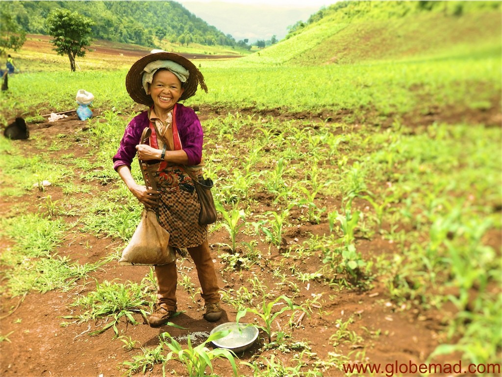 Traditional farming and tea picking tribes people hsipaw myanmar travel inspiration globemad photography
