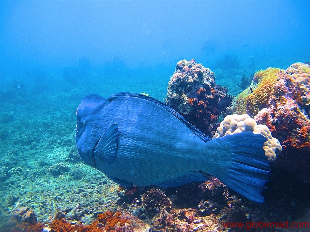 Bump Head Parrot fish Perhentian islands Malaysia