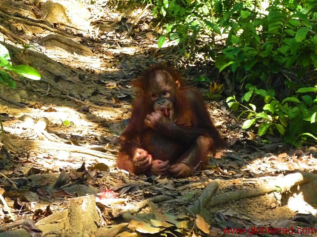 Baby orangutan in a sancturary in Borneo Malaysia
