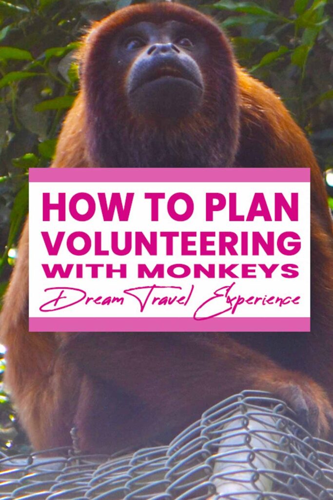 Where to volunteer with Monkeys when you Volunteer in Bolivia